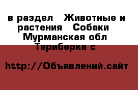  в раздел : Животные и растения » Собаки . Мурманская обл.,Териберка с.